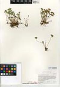 Marsilea vestita subsp. vestita image