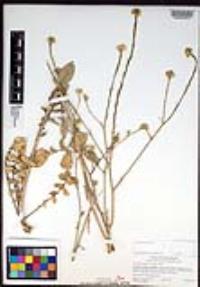 Hirschfeldia incana image