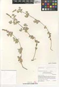 Atriplex watsonii image