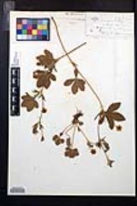 Potentilla canadensis image