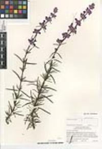 Trichostema lanatum image