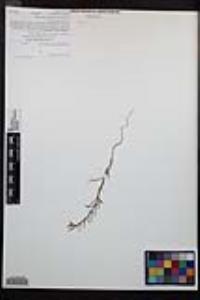 Camissonia strigulosa image