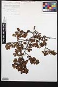 Cercocarpus minutiflorus image