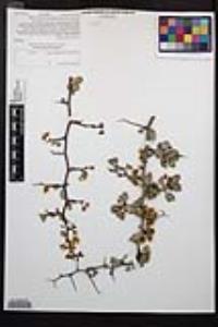 Prunus fremontii image