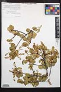 Prunus ilicifolia image