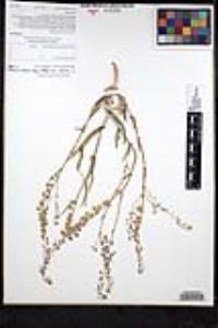Thysanocarpus curvipes image