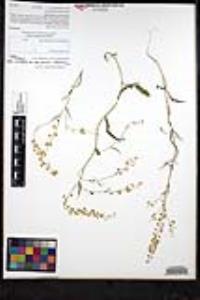Thysanocarpus curvipes subsp. eradiatus image