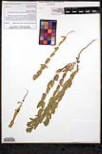 Scutellaria bolanderi subsp. austromontana image