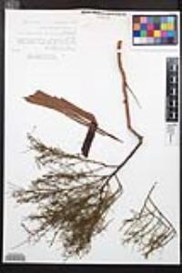 Adenostoma sparsifolium image