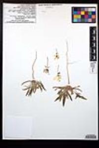 Oenothera primiveris image