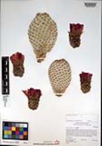 Opuntia basilaris var. basilaris image