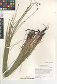 Eleocharis macrostachya image