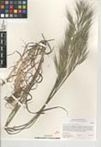 Bromus matritensis image