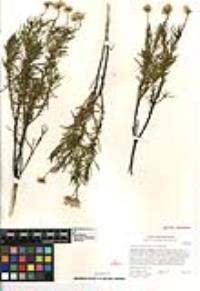 Ericameria linearifolia image