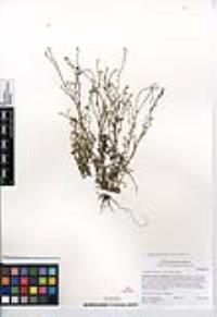 Cryptantha micromeres image