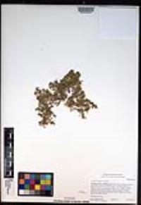 Lepidium didymum image