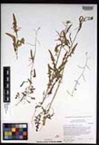 Caulanthus lasiophyllus image