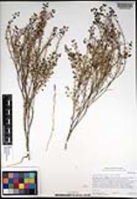 Lepidium nitidum image