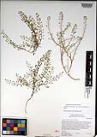 Lepidium virginicum var. robinsonii image