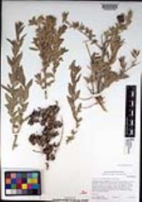 Atriplex canescens image