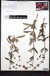 Salvia mellifera image