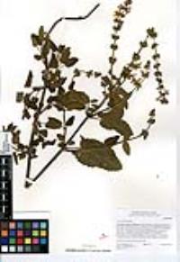 Stachys bullata image