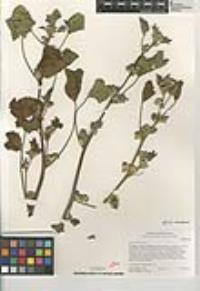 Malva nicaeensis image
