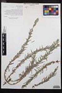 Epilobium canum subsp. canum image