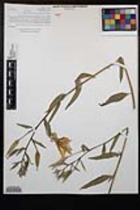 Oenothera elata image