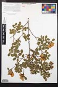 Rosa californica image