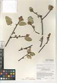 Quercus wislizeni var. wislizeni image