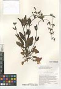 Stachys rigida image