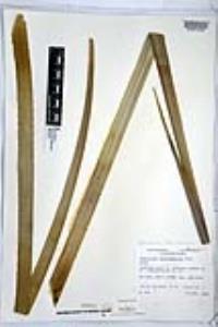 Dasylirion glaucophyllum image