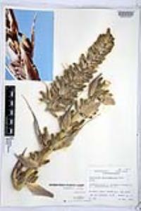 Dasylirion glaucophyllum image