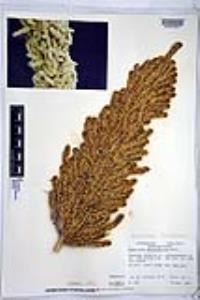 Dasylirion glaucophyllum image
