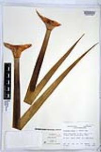 Dracaena draco image