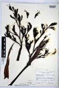 Phormium tenax image