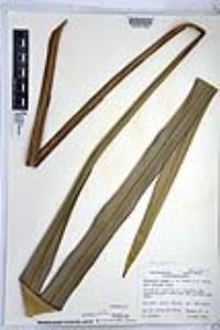 Phormium tenax image