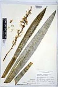 Sansevieria trifasciata image