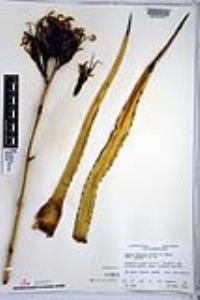Agave datylio image