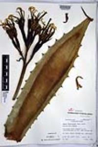 Agave atrovirens image