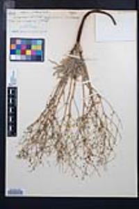 Ivesia santolinoides image