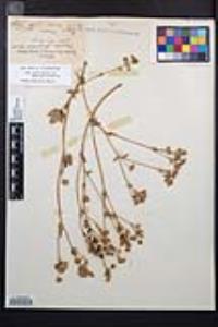 Potentilla gracilis image