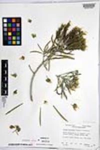 Echium brevirame image