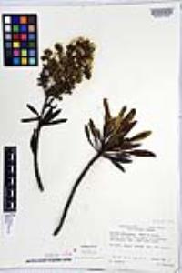 Echium decaisnei image