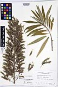 Echium onosmifolium image