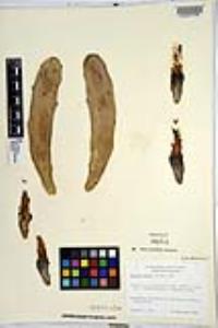 Nopalea auberi image