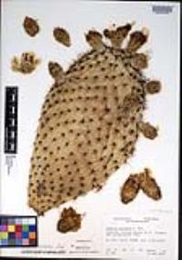 Opuntia pilifera image