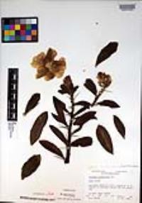 Pereskia grandifolia image