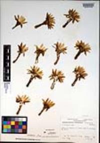Pygmaeocereus bylesianus image